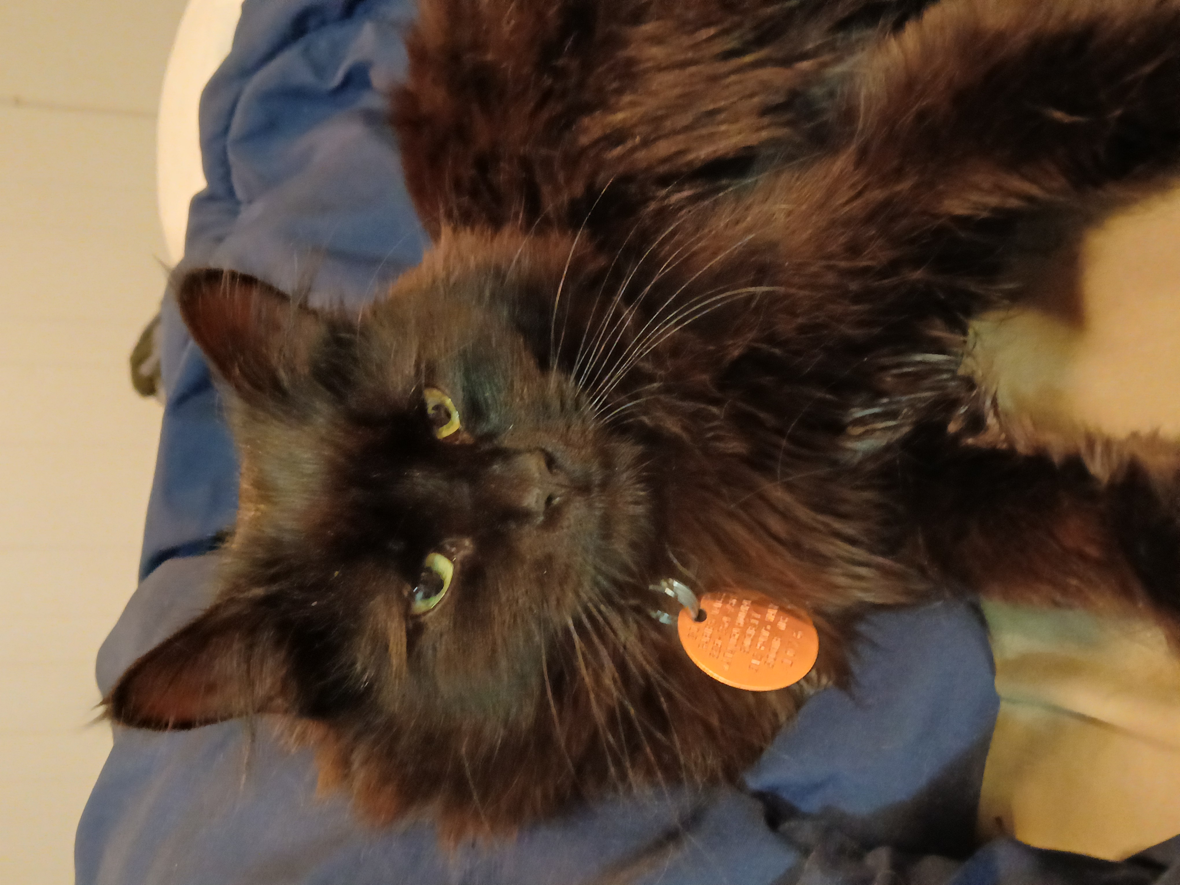 Pepper